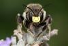 Anthidium septemspinosum